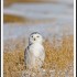 pour les amoureux des oiseaux 