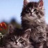 Pour les amoureux des chats - 