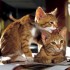 Pour les amoureux des chats - 