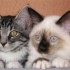 Pour les amoureux des chats - 