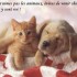 nos amis les chiens