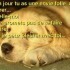 nos amis les chiens