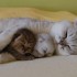 Pour les amoureux des chats - 