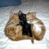 Pour les amoureux des chats - 