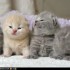 Pour les amoureux des chats - 