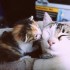 Pour les amoureux des chats - 