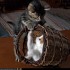 Pour les amoureux des chats - 