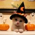 nos amis les chats et Hallowee