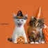 nos amis les chats et Hallowee