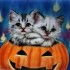 nos amis les chats et Hallowee