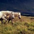 pour les amoureux des chevaux 