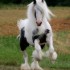 pour les amoureux des chevaux 