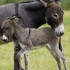 pour les amoureux des chevaux 