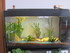 Mon aquarium