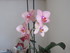 mon orchidée !!! 3ème florai