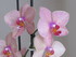 mon orchidée !!! 3ème florai