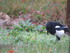 Madame la Pie dans mon jardin 