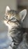 Le chaton ......