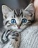 Le chaton ......