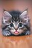 Le chaton ......