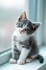 Le chaton ......