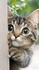 Le chaton ......