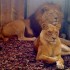 3 lions sauvés par la Fondation 30 Milli