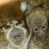 Mexico - Arrêté avec 18 singes dans ses