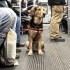 Un chien guide d’aveugle gravement bless