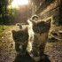 Méli mélo d'images : les chats suite