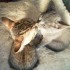 méli melo d'images : les chats suite mom