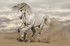 Méli Mélo d'images : les animaux chevaux