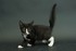 Méli Mélo d'images : les chats noirs 1èr