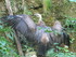 Jeune vautour : Gorges de Kakuetta pays