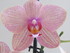mon orchidée !!! 3ème floraison