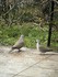 Quelles graines donner aux oiseaux pour