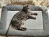 journée internationale des chats ....