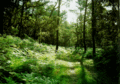 Autour d'une ballade en forêt
