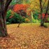 Aux couleurs d'automne