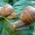 Couple d'escargots