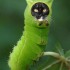 Cat - erpillar