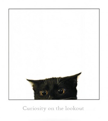 curiosity cat