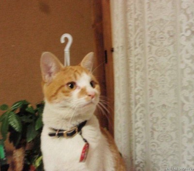 cat hanger