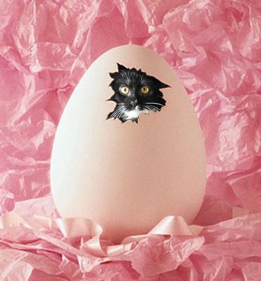 Egg-nog cat