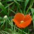 légende du coquelicot