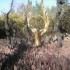 Légende, L'ARBRE D'OR