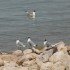 Les mouettes du lac salé