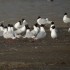 Les mouettes du lac salé