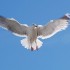 Les mouettes du lac salé