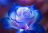 légende de la rose bleue
